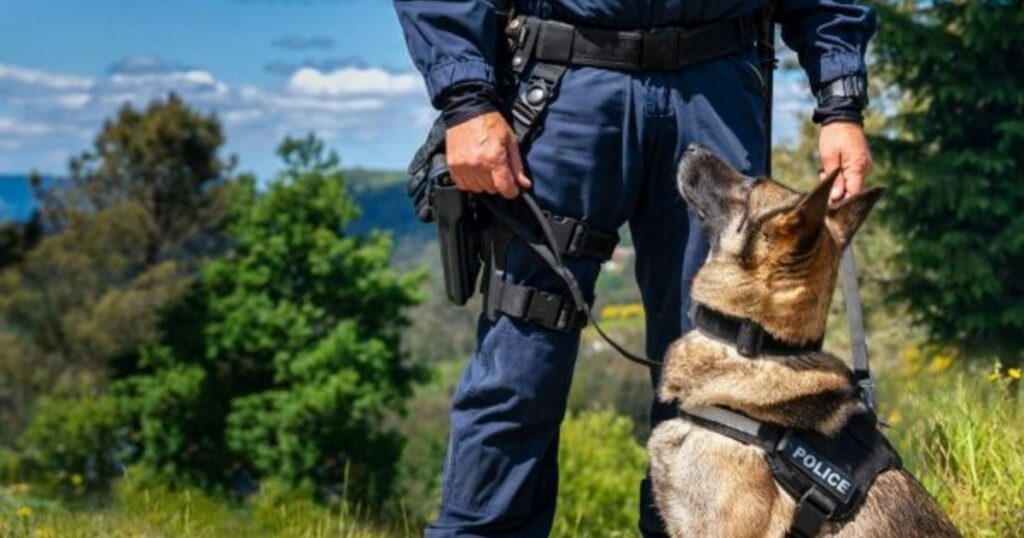 Der Illinois-Polizeihund „Dax“ gibt wegen Verletzungen seine Dienstmarke ab