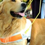 Der Internationale Tag des Blindenführhundes 2024 wird weltweit und online gefeiert