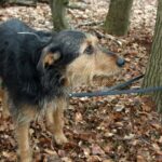 Hund an Baum im Wandergebiet von Connecticut befestigt zurückgelassen