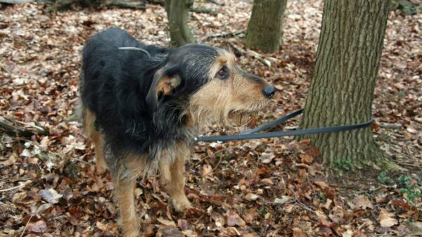 Hund an Baum im Wandergebiet von Connecticut befestigt zurückgelassen