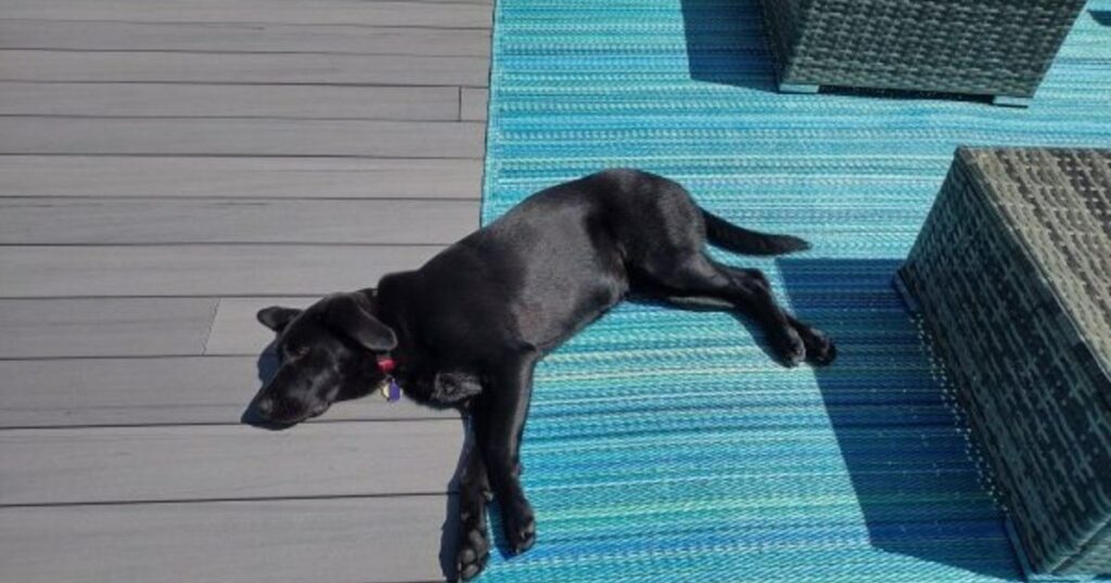 Hund in Minnesota beim Sonnenbaden an Deck erschossen