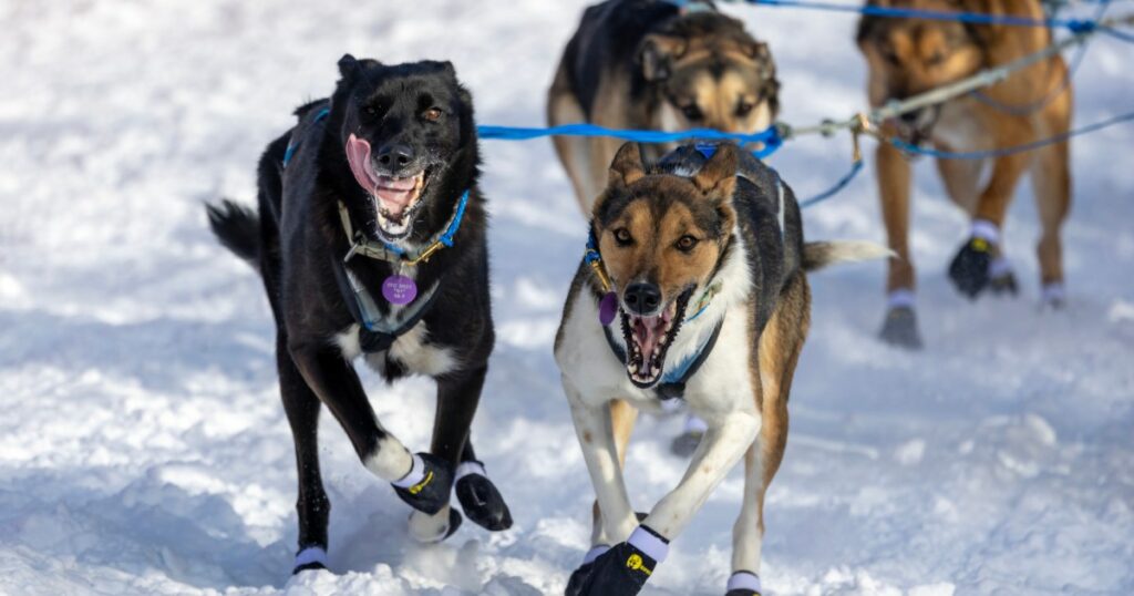 Iditarod-Schlittenhunderennen steht vor finanziellen Problemen