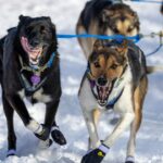Iditarod-Schlittenhunderennen steht vor finanziellen Problemen