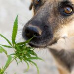 Immer mehr Hundebesitzer suchen tierärztlichen Rat zu Cannabis
