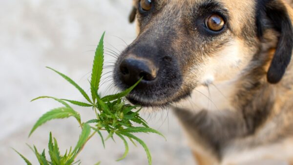 Immer mehr Hundebesitzer suchen tierärztlichen Rat zu Cannabis