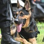 Kansas ist bereit, die Strafe für das Töten von Polizeihunden zu erhöhen