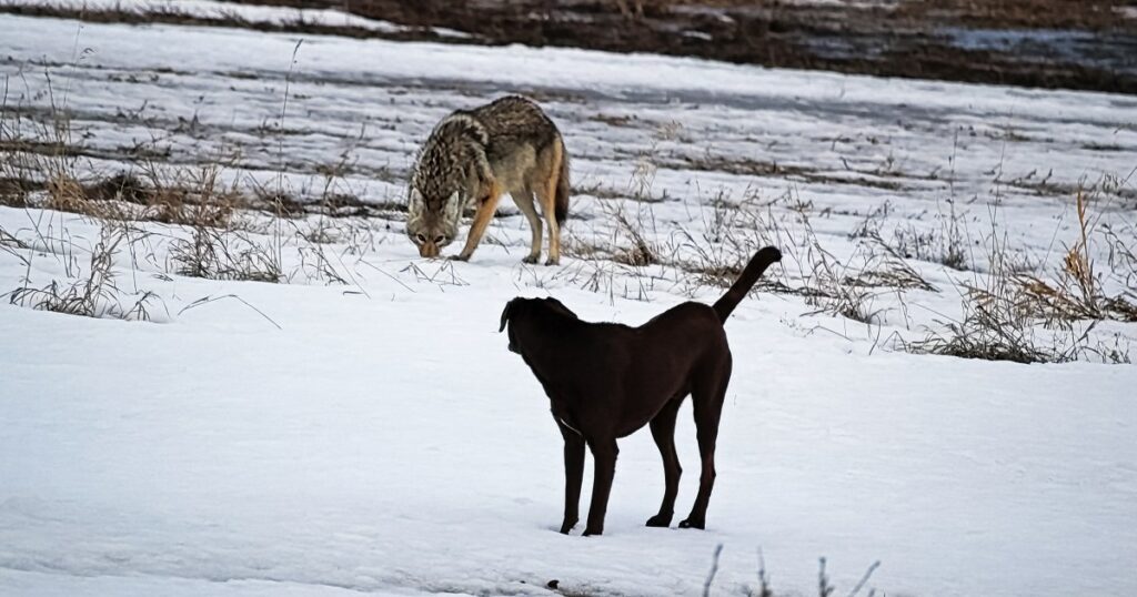 Kojote schnappt sich kleinen Hund aus Hinterhof in Pennsylvania