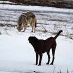 Kojote schnappt sich kleinen Hund aus Hinterhof in Pennsylvania