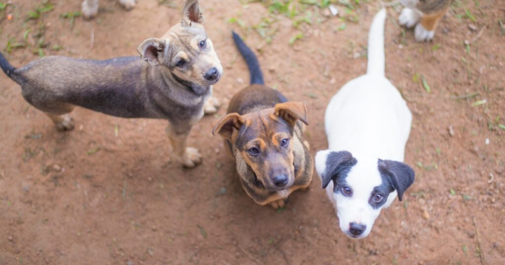 Mehr als 40 Hunde aus „missbräuchlichen Bedingungen“ in Ohio gerettet
