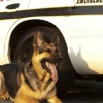 Polizeihund in Las Vegas erstochen und ins Krankenhaus geflogen