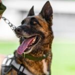 Polizeihund von MS-13-Mitgliedern in Virginia erstochen