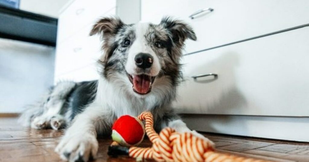Studie zeigt, dass Hunde Wörter mit Objekten assoziieren
