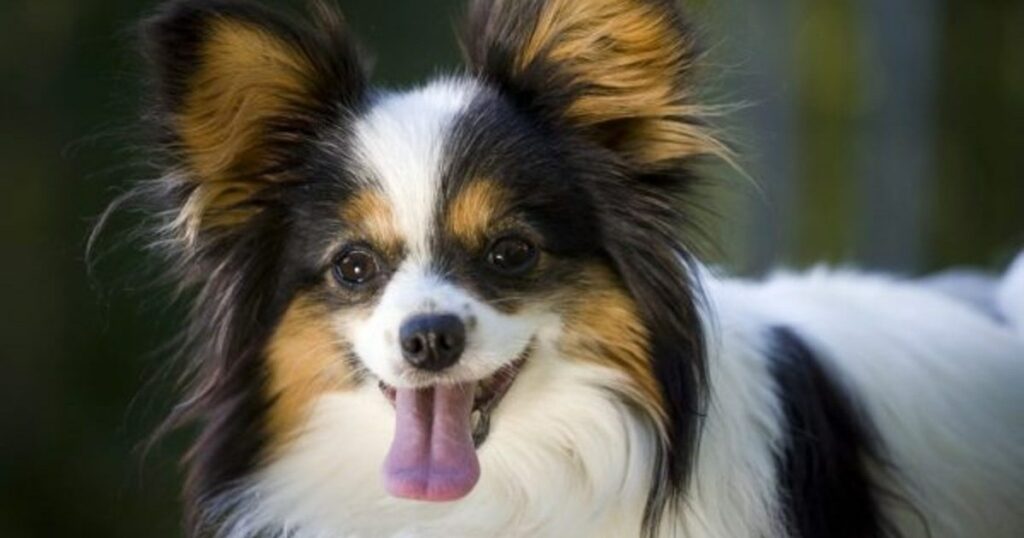 Suche nach Senior Dog „Hazel“ wird in den sozialen Medien viral