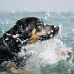Teenager und Hund in Oregon sicher aus der Strömung gerettet