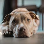 Texas-Hund ins Gesicht geschossen, auf der Suche nach einem ewigen Zuhause