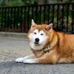 Tiersitter gibt älteren Hund mit Demenz in Washington zurück