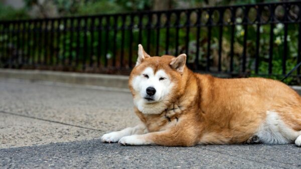 Tiersitter gibt älteren Hund mit Demenz in Washington zurück