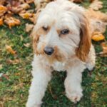 Vermisster Hund mit Klebeband in Müllcontainer in Nebraska gefunden