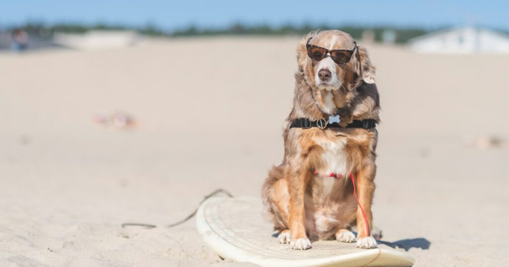 World Dog Surfing Championship überwindet finanzielle Probleme