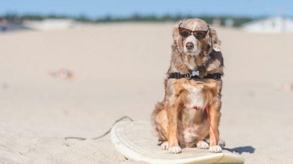 World Dog Surfing Championship überwindet finanzielle Probleme