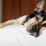 Zwei Deutsche Schäferhunde wurden in Pennsylvania verhungert aufgefunden