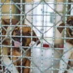 „Horrible Hundred“ der Humane Society listet 15 Welpenmühlen in Iowa auf