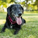 Der schwarze Hund „Buster“ wird aufgrund einer seltenen genetischen Erkrankung weiß