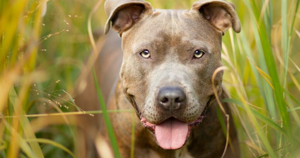 Hund mit Tränen in den Augen wird mit einem Zettel ausgesetzt, in dem er sie als „guten Welpen“ bezeichnet