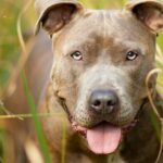 Hund mit Tränen in den Augen wird mit einem Zettel ausgesetzt, in dem er sie als „guten Welpen“ bezeichnet