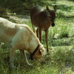 Hund und Hirsch machen gemeinsam einen Spaziergang durch Iowa City