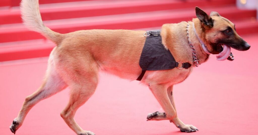 Hunde werden den roten Teppich bei den Filmfestspielen von Cannes 2024 beherrschen