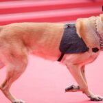 Hunde werden den roten Teppich bei den Filmfestspielen von Cannes 2024 beherrschen
