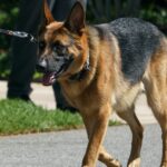 Kristi Noem schlägt vor, Joe Bidens Hund zu erschießen