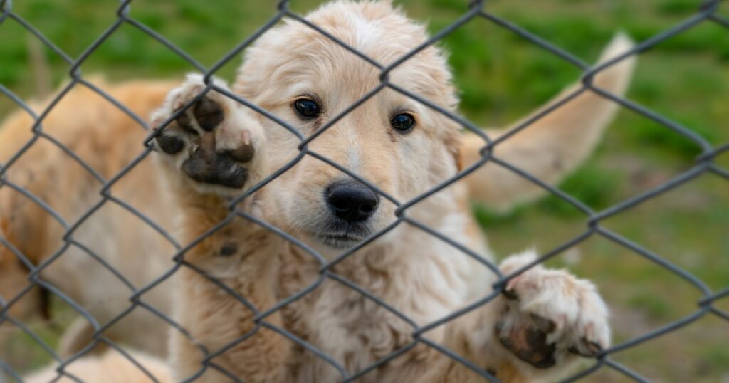 Mehrere Hunde aus angeblicher Welpenfabrik in Indiana entfernt