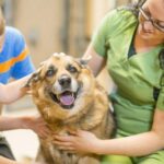 PetPlace erlässt Adoptionsgebühren für 11 „Worth the Wait“-Hunde