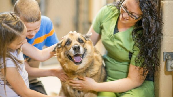 PetPlace erlässt Adoptionsgebühren für 11 „Worth the Wait“-Hunde