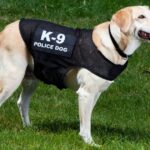 Polizeihund hilft, vermisste Frau in Colorado aufzuspüren und zu finden