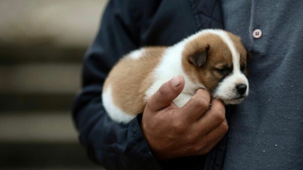 Provisorischer Tierheim hilft, Hunderte von Hunden vor Überschwemmung zu retten