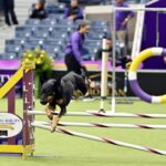 Rettung „Miles“ stiehlt Herzen auf der Westminster Dog Show 2024