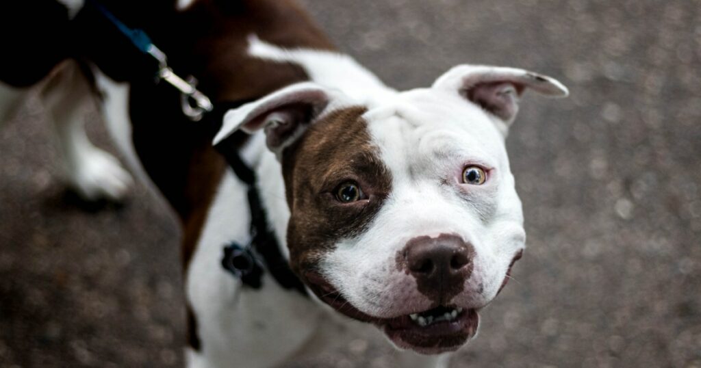 Texas-Rettungshund mit breitem Lächeln sucht für immer ein Zuhause