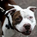 Texas-Rettungshund mit breitem Lächeln sucht für immer ein Zuhause