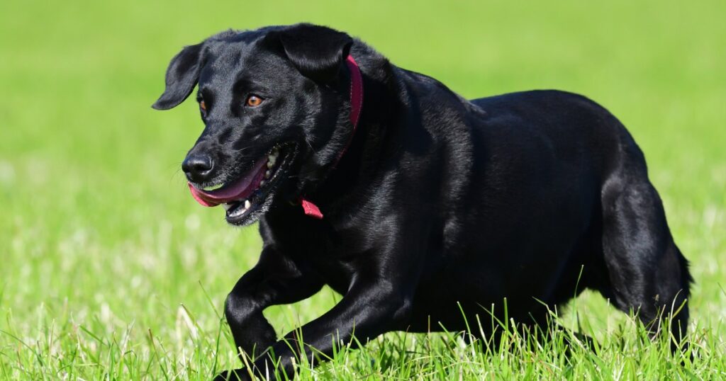 UC Davis‘ Fledermaus-Apportierhund „Cori“ stiehlt Herzen auf dem Feld