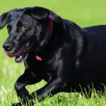UC Davis‘ Fledermaus-Apportierhund „Cori“ stiehlt Herzen auf dem Feld